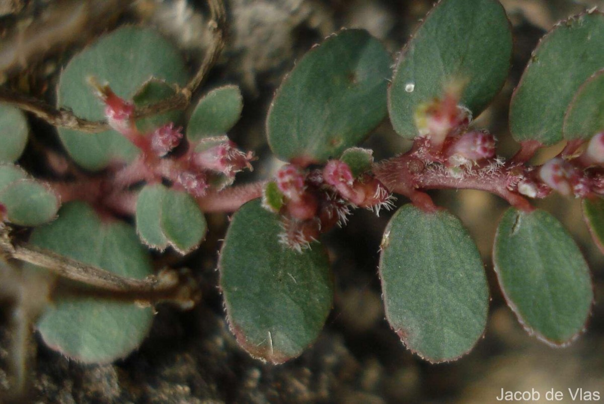 Euphorbia thymifolia L.